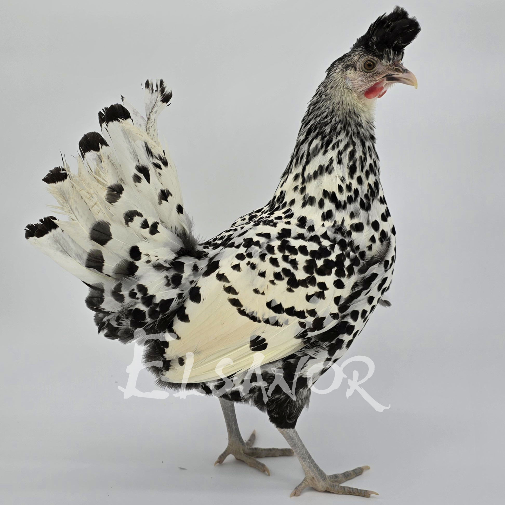 elsanor-elevage-selectionneur-poule-pondeuse-de-race-appenzelloise-hupp-e.jpg