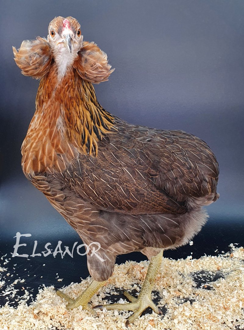 elsanor-elevage-selectionneur-poule-pondeuse-de-race-araucana.jpg