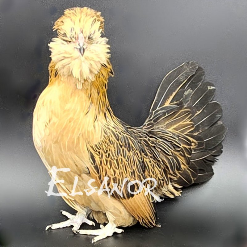 elsanor-elevage-selectionneur-poule-pondeuse-de-race-barbu-de-watermael.jpg