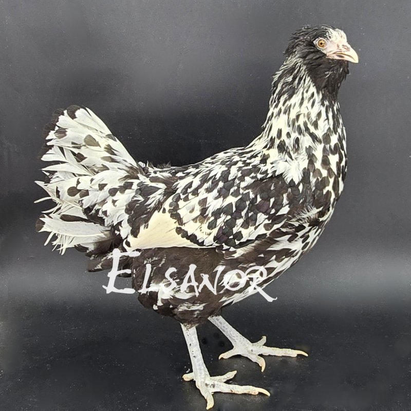 elsanor-elevage-selectionneur-poule-pondeuse-de-race-barbu-hollandais.jpg