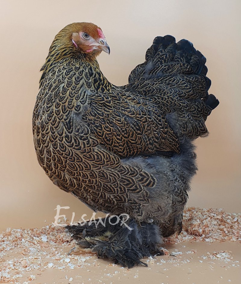 elsanor-elevage-selectionneur-poule-pondeuse-de-race-brahma.jpg