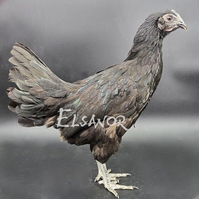 elsanor-elevage-selectionneur-poule-pondeuse-de-race-cemani.jpg