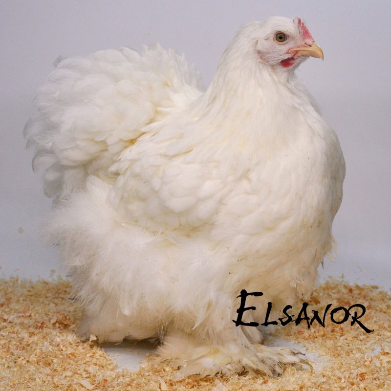 elsanor-elevage-selectionneur-poule-pondeuse-de-race-cochin.JPG