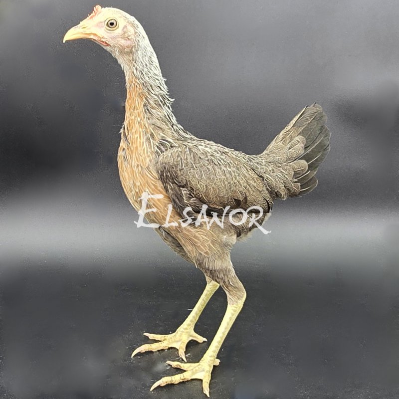 elsanor-elevage-selectionneur-poule-pondeuse-de-race-combattant-anglais-moderne-nain.jpg