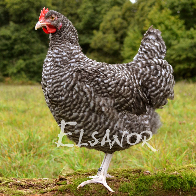 elsanor-elevage-selectionneur-poule-pondeuse-de-race-coucou-de-rennes.jpg