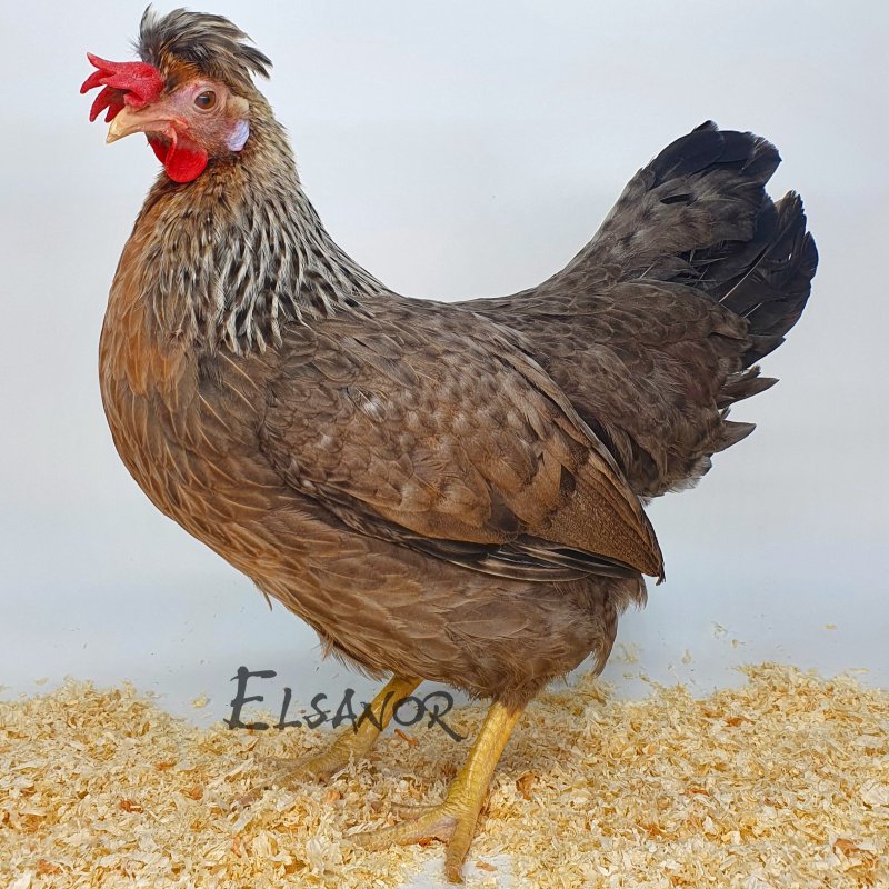 elsanor-elevage-selectionneur-poule-pondeuse-de-race-cream-legbar.jpg