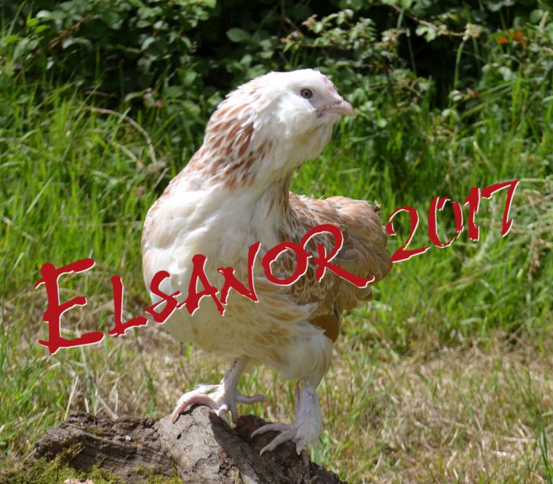 elsanor-elevage-selectionneur-poule-pondeuse-de-race-faverolles-allemande-nain.jpg