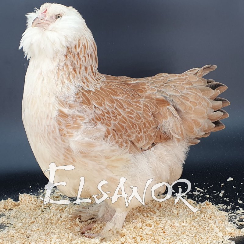 elsanor-elevage-selectionneur-poule-pondeuse-de-race-faverolles-allemande.jpg