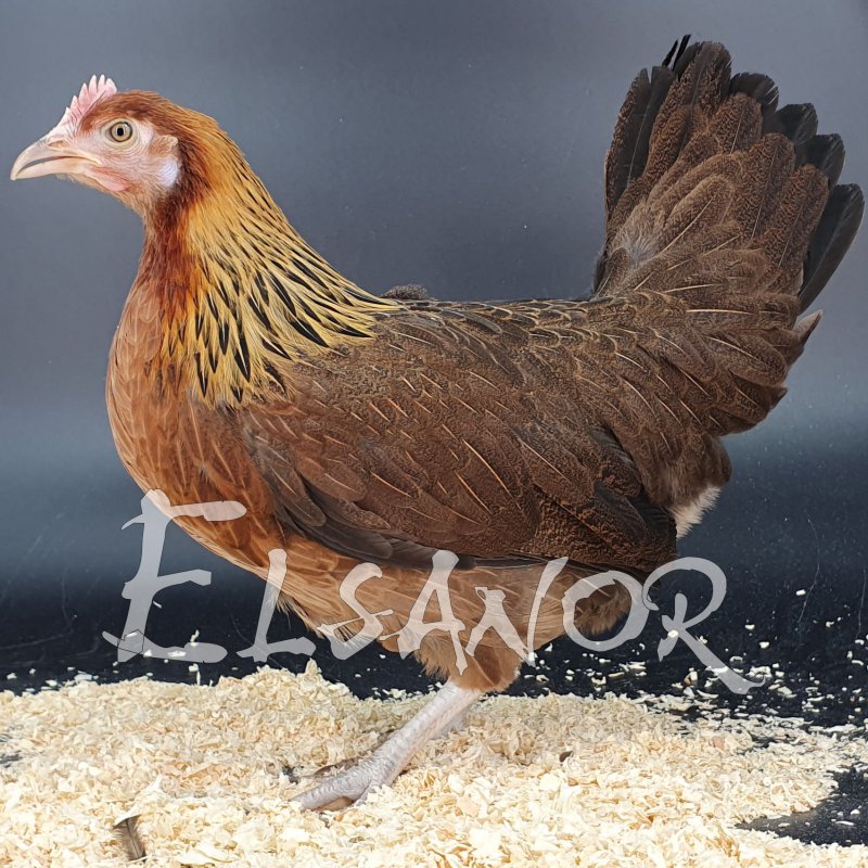 elsanor-elevage-selectionneur-poule-pondeuse-de-race-gauloise.jpg