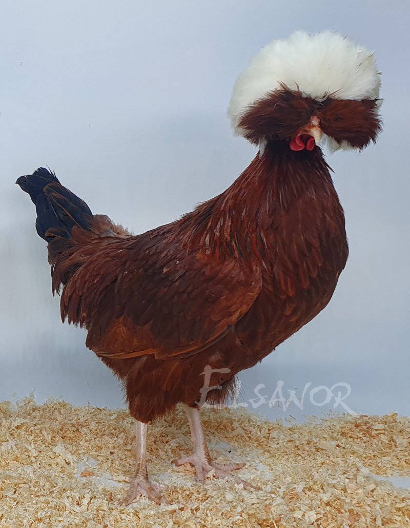 elsanor-elevage-selectionneur-poule-pondeuse-de-race-hollandaise-hupp-e-nain.jpg