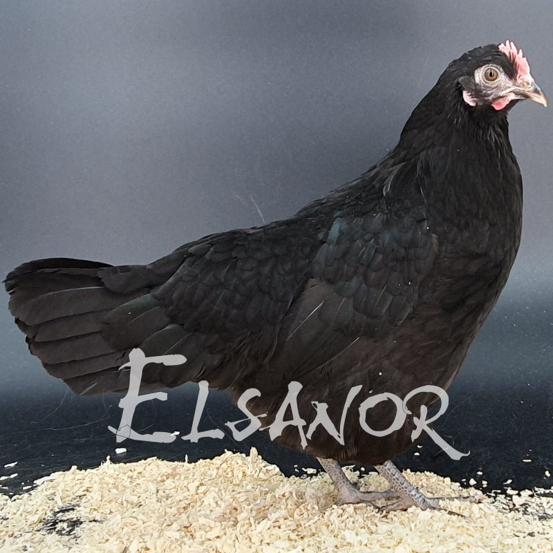 elsanor-elevage-selectionneur-poule-pondeuse-de-race-janz.jpg