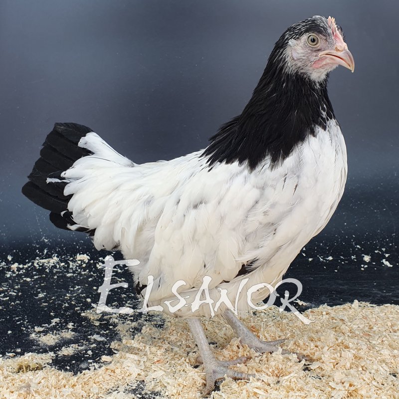 elsanor-elevage-selectionneur-poule-pondeuse-de-race-lakenvelder.jpg