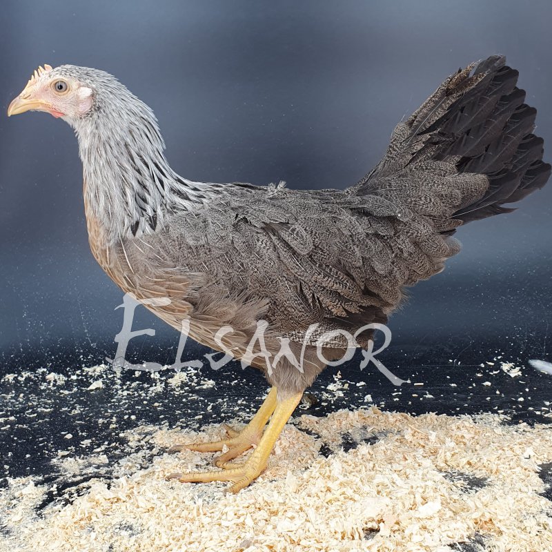 elsanor-elevage-selectionneur-poule-pondeuse-de-race-livourne.jpg