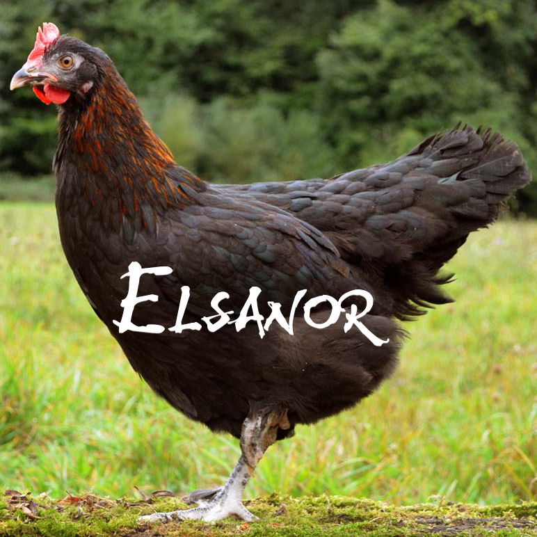 elsanor-elevage-selectionneur-poule-pondeuse-de-race-marans.jpg