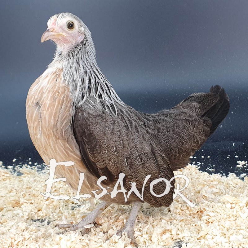 elsanor-elevage-selectionneur-poule-pondeuse-de-race-naine-hollandaise.jpg