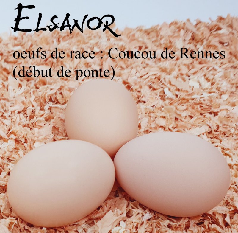 vitrine_race.imgOeufAlt