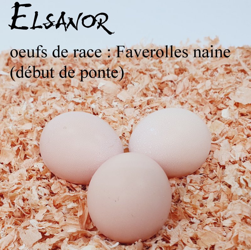 vitrine_race.imgOeufAlt