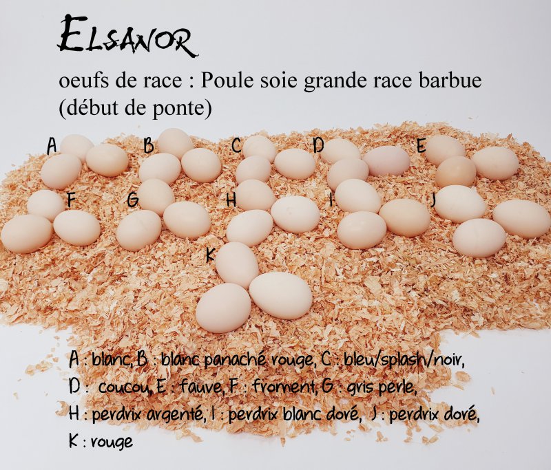 vitrine_race.imgOeufAlt