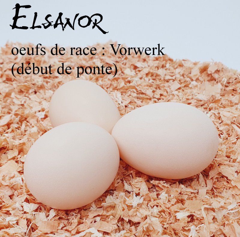 vitrine_race.imgOeufAlt
