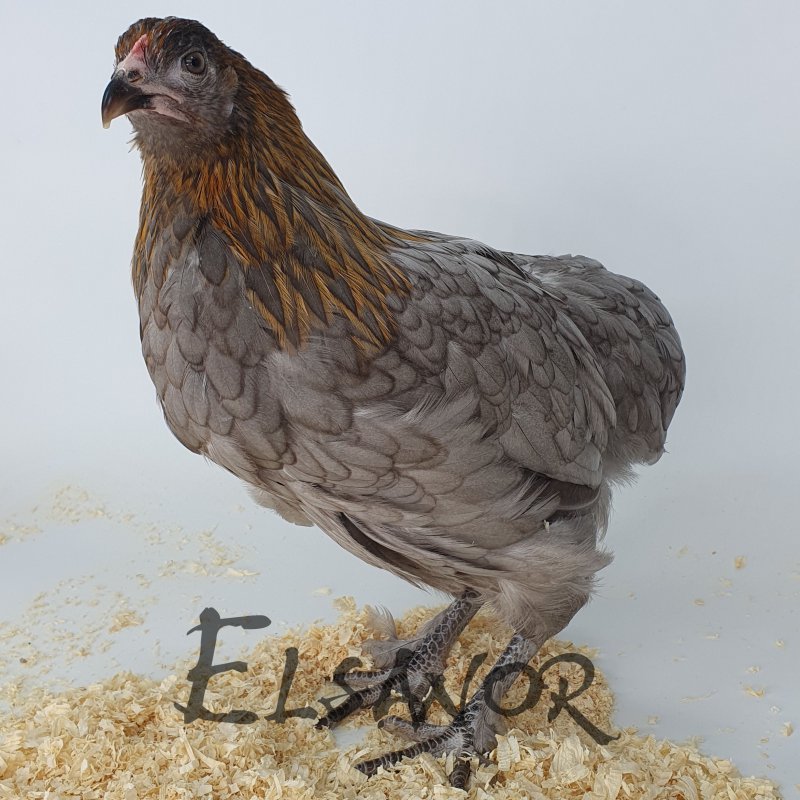 elsanor-elevage-selectionneur-poule-pondeuse-de-race-olivette.jpg