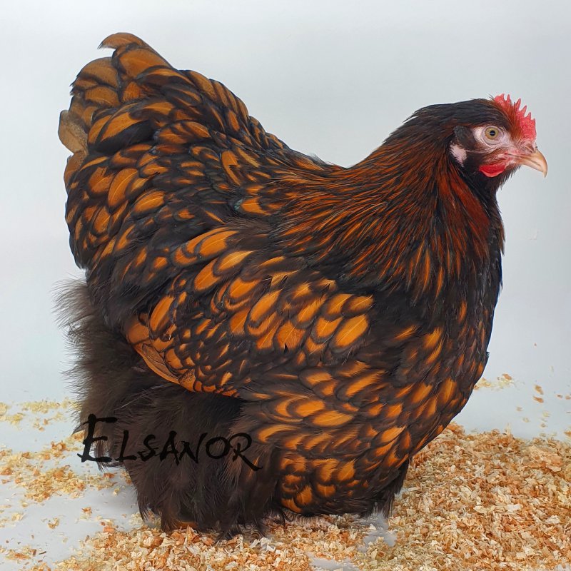 elsanor-elevage-selectionneur-poule-pondeuse-de-race-orpington.jpg
