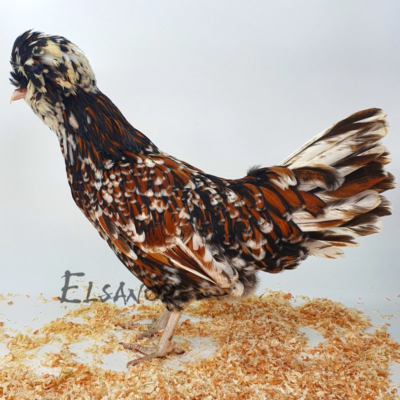 elsanor-elevage-selectionneur-poule-pondeuse-de-race-padoue-gr.jpg