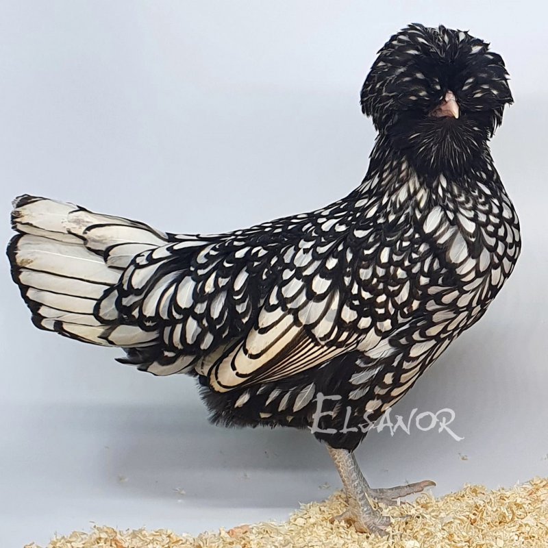 elsanor-elevage-selectionneur-poule-pondeuse-de-race-padoue-nain.jpg