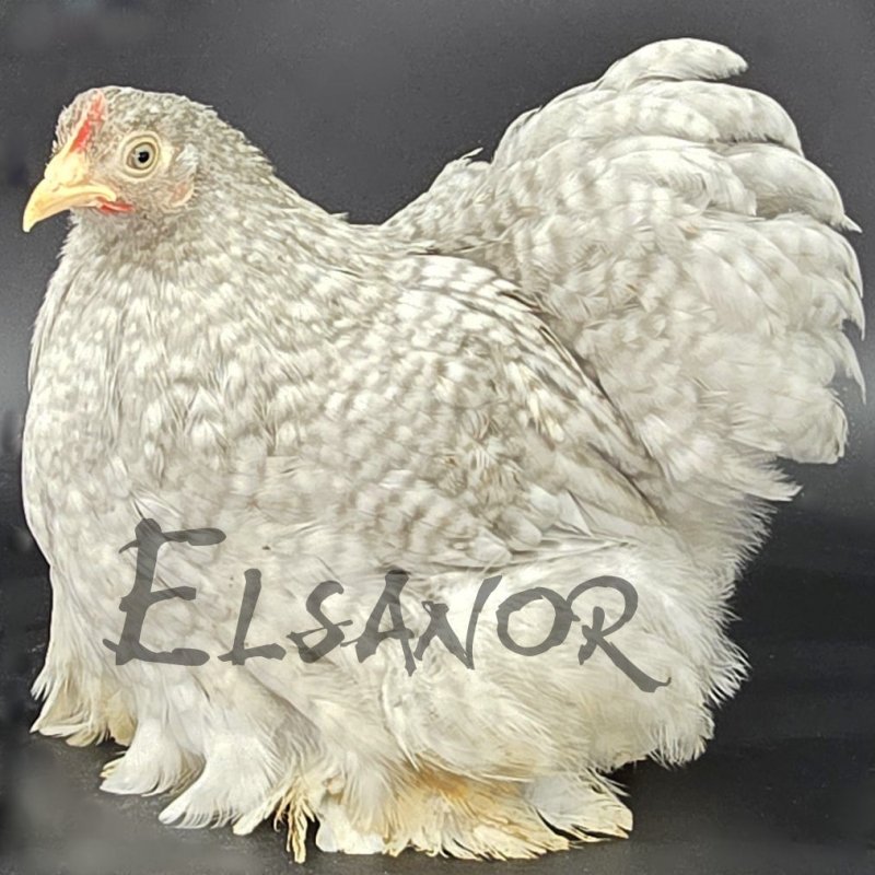 elsanor-elevage-selectionneur-poule-pondeuse-de-race-pekin.jpg