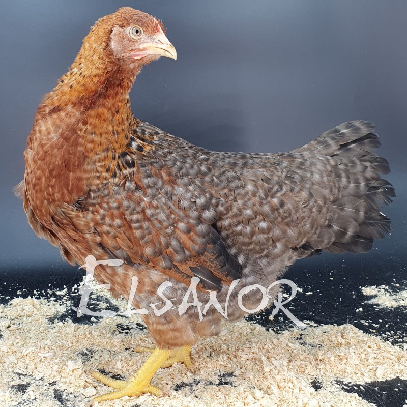 elsanor-elevage-selectionneur-poule-pondeuse-de-race-poule-de-bielefeld.jpg