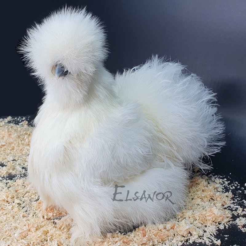elsanor-elevage-selectionneur-poule-pondeuse-de-race-poule-soie-barbue.jpg