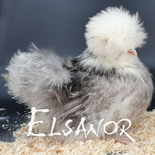 elsanor-elevage-selectionneur-poule-pondeuse-de-race-poule-soie-tb.jpg