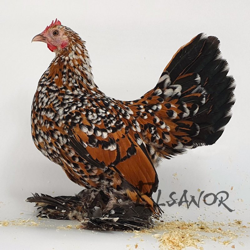 elsanor-elevage-selectionneur-poule-pondeuse-de-race-sabelpoot.jpg