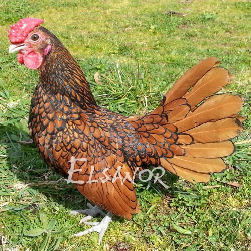 elsanor-elevage-selectionneur-poule-pondeuse-de-race-sebright.jpg