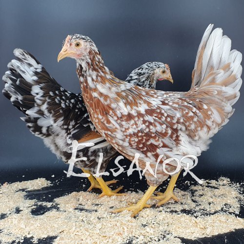 elsanor-elevage-selectionneur-poule-pondeuse-de-race-suedoise.jpg