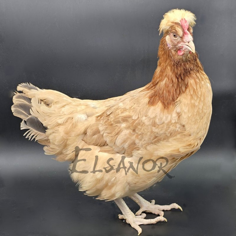 elsanor-elevage-selectionneur-poule-pondeuse-de-race-sulmtaler.jpg