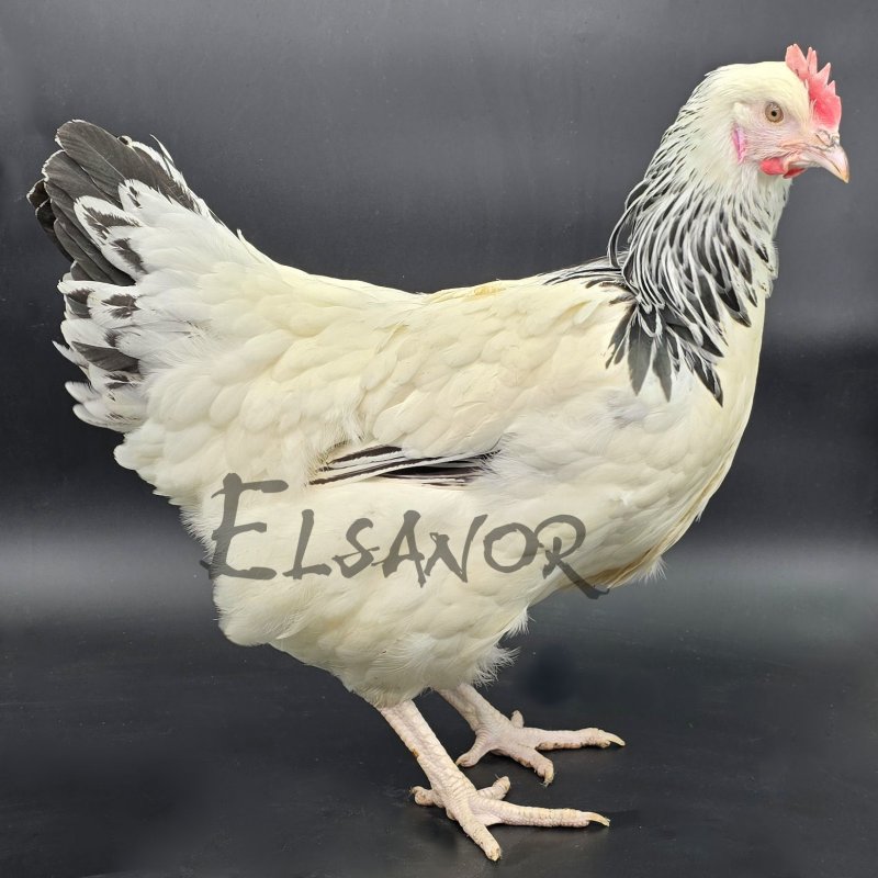 elsanor-elevage-selectionneur-poule-pondeuse-de-race-sussex.jpg
