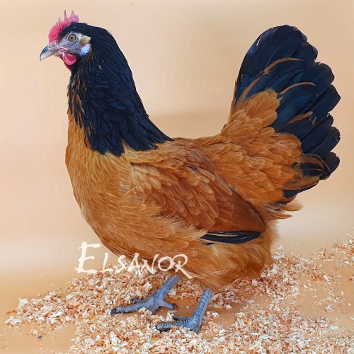 elsanor-elevage-selectionneur-poule-pondeuse-de-race-vorwerk.jpg