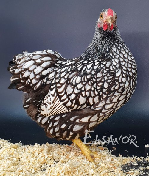 elsanor-elevage-selectionneur-poule-pondeuse-de-race-wyandotte-nain.jpg